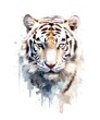 Watercolor illustration of a white tiger isolated on white background.
