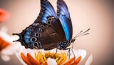 Fototapeta Motyle - Blue and black morpho butterfly on a flower