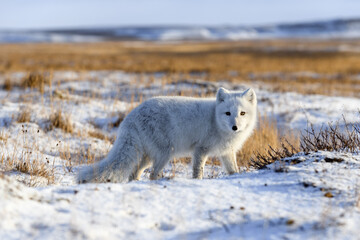 Wall Mural - arctic fox (vulpes lagopus) in wilde tundra. arctic fox on the beach.