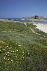 Wall Mural - La pelosa beach in Stintino on island of Sardinia