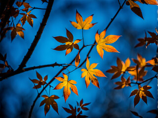 Wall Mural - blue plant leaves in the nature in fall season, blue background