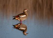 Portrait of one Egyptian goose standing in shallow water with reflection