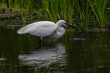 little egret feeding in shallow water