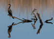 Reed cormorant and pied kingfisher sitting on tree stumps with reflection in the water.