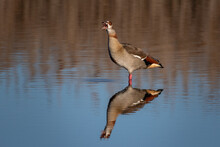 Portrait Of One Egyptian Goose Standing In Shallow Water With Beak Wide Open And Reflection In The Water