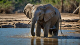 Fototapeta Sawanna - Afrykański słoń cieszący się wodną kąpielą