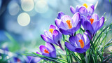 Fototapeta Kwiaty - Bright spring crocus flowers with shiny drops of dew on light background with bokeh and highlights. Template for spring card, copy space, banner