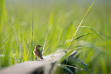 Fototapeta  - mały ptak siedzący na balustradzie drewnianego mostku rozgląda się po okolicy
