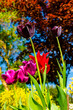 Pięknie kwitnące tulipany w przydomowym gródku w pełnym słońcu