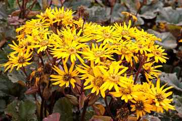 Wall Mural - Ligularia, also known as summer ragwort or leopard plant 'Britt Marie Crawford' in flower.