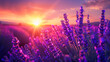 Calm morning atmosphere and sunrise in a lavender field.
