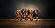 Group of dachshund dogs sitting on wooden table over dark background