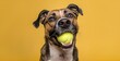 Portrait of a cute american staffordshire terrier dog with tennis ball on yellow background