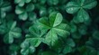 shamrock leaves are seen closeup against a dark background in a sunny day