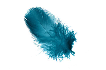 blue feathers on white isolated background