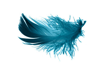 Wall Mural - blue feathers on white isolated background