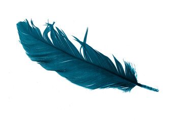 blue feathers on white isolated background