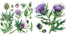 Thistles ClipArt Watercolor Illustration