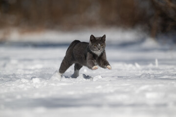 Poster - Gray and white cat playing in the snow in the yard of a home after a winter storm