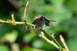 Makroaufnahme einer rastende Libelle auf einer Pflanze
