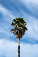 Wall Mural - palm tree against a cloudy blue sky