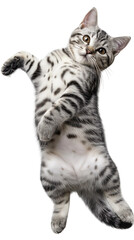 Wall Mural - Cute American Shorthair cat lying on back and showing belly isolated on white or transparent background, png clipart, design element. Easy to place on any other background.