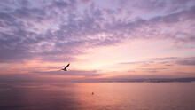 A Pan Photo Of Seagull At The Sunrise