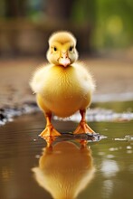 Small Pet Duckling. Adorable Little Duck With Golden Feathers And Orange Foot, Perfect As Farm