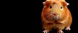 a close up of a brown and white hamster on a black background with its front paws on the back of the hamster.