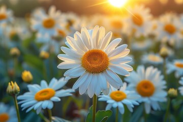 A vibrant sunlit daisy stands out in a field of daisies with a warm sunset glow