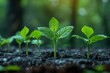 © Pinklife - Tender green seedlings emerge from the earth, with sunlight highlighting the morning dew on leaves