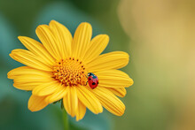 A Yellow Daisy With A Ladybug On Its Petal