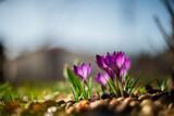 Fototapeta Kwiaty - spring flowers