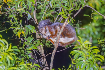 Namdapha flying squirrel (Biswamoyopterus biswasi) is endemic to Arunachal Pradesh, India at Namdapha NP.