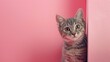 A cat peeks out from behind a corner on a light pink background, with copy space