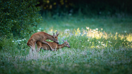 roe deer bucks (capreolus capreolus) during the rut in a lush forest meadow
