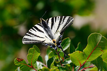 Scarce Swallowtail Butterfly (Iphiclides Podalirius), Taken In Herzegovina.
