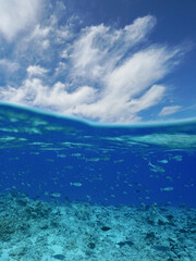 Wall Mural - School of fish underwater with blue sky and cloud, south Pacific ocean seascape, split view over and under water, natural scene, Rangiroa, Tuamotus, French Polynesia