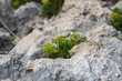 Crithmum maritimum rock samphire plant in bloom, sea fennel flowering costal aromatic plant