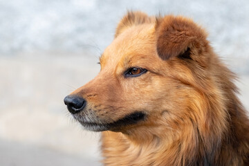 Wall Mural - Portrait of a cute friendly shaggy dog in profile