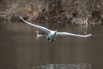 Wall Mural - Mute swan, Cygnus olor flying over a lake in the English Garden in Munich, Germany