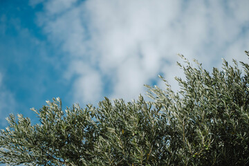 Wall Mural - Olive tree branches with beautiful natural light and blue cloudy sky of Mediterranean coast