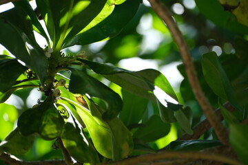 Canvas Print - a small bird perches on top of the branch of an orange tree