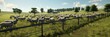 Pastoral Sheep Herd Scenery - A tranquil scene of a sheep herd grazing in a lush green pasture under blue skies