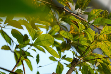 Wall Mural - green leaves on the tree jungle foliage wallpaper backgound