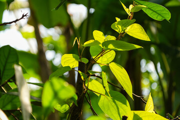 Wall Mural - green leaves on a branch happy lush wallpaper