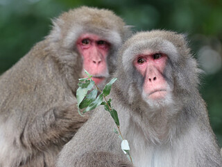 Wall Mural - Japanese Macaque monkeys in zoological park