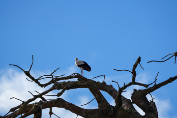 Wall Mural - portrait of a white stork in the zurich zoo standing on a branch, wildlife photography