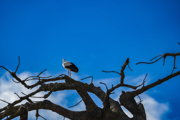 Wall Mural - portrait of a white stork in the zurich zoo standing on a branch, wildlife photography