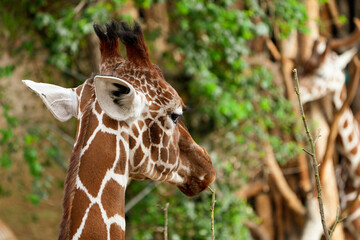 Wall Mural - portrait of the back of a head of a giraffe in the zoo